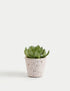 Artificial Succulent in Ceramic Pot